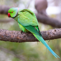 Rose-ringed Parakeet